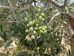 Producción de aceite de oliva en Barcelona | Cal Sebastia