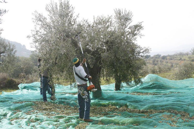 Elaboració oli d'oliva verge extra a Barcelona