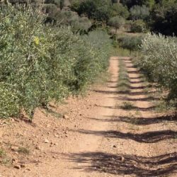 Camí entre oliveres dins de finca