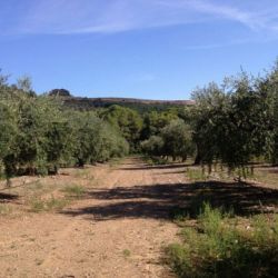 Imatge de finca gran amb oliveres