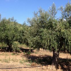 Imatge de finca amb oliveres