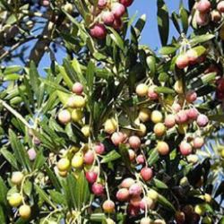 Olives en olivera